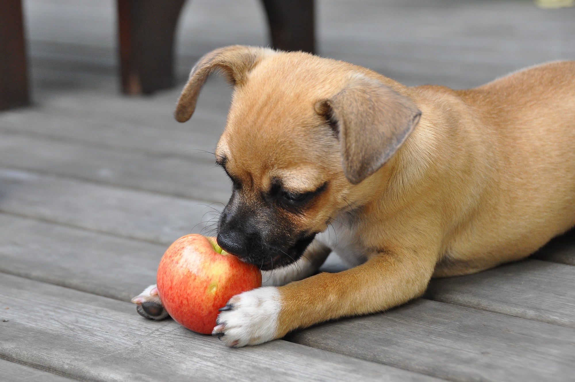 A small dog playfully nibbling on an apple