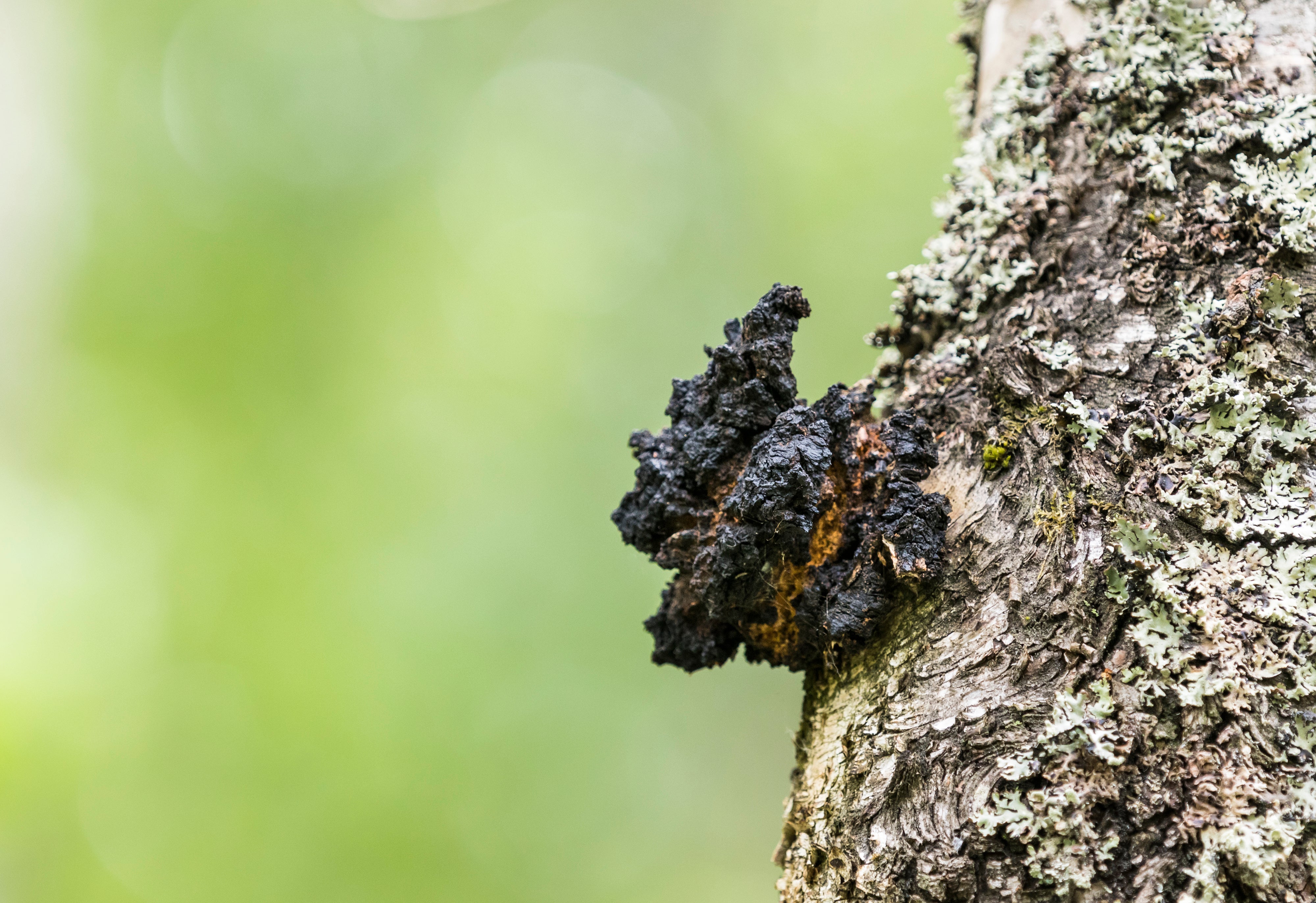 Close-up of a Chaga mushroom growing on a tree, sometimes used as a natural adaptogen in wellness-focused dog food recipes.