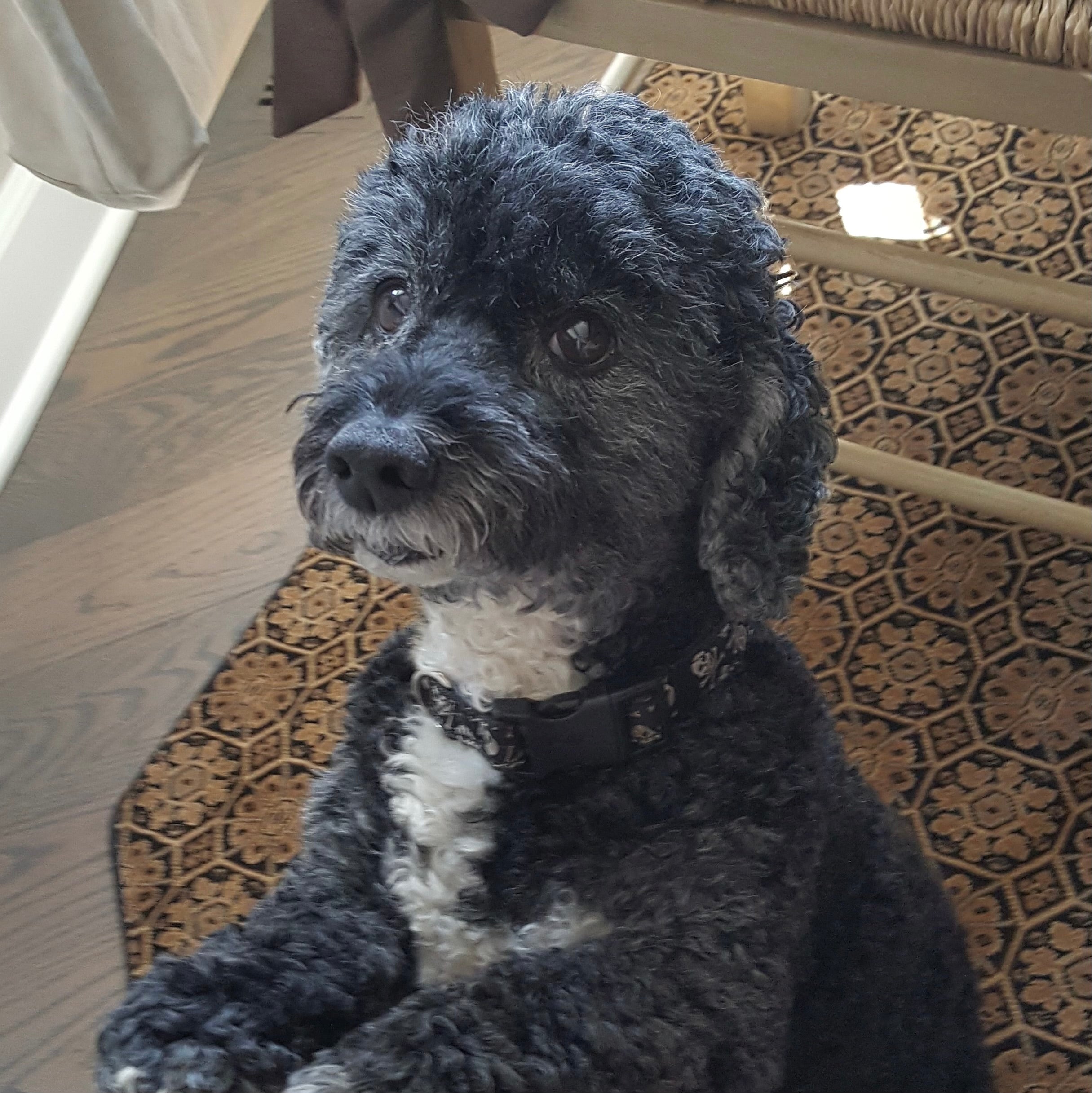Fenwick is a curly-coated black and white dog, sitting on a patterned rug, a proud member of the Rocker Dog family