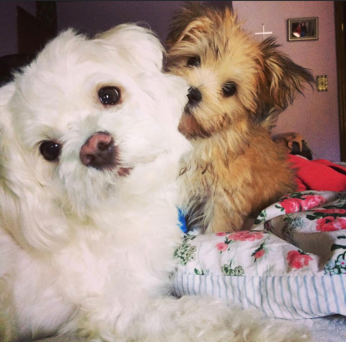 Rickie and Rylee, two playful Rocker Dog pups relaxing together and thriving after eating fresh, nutrient-rich dog food