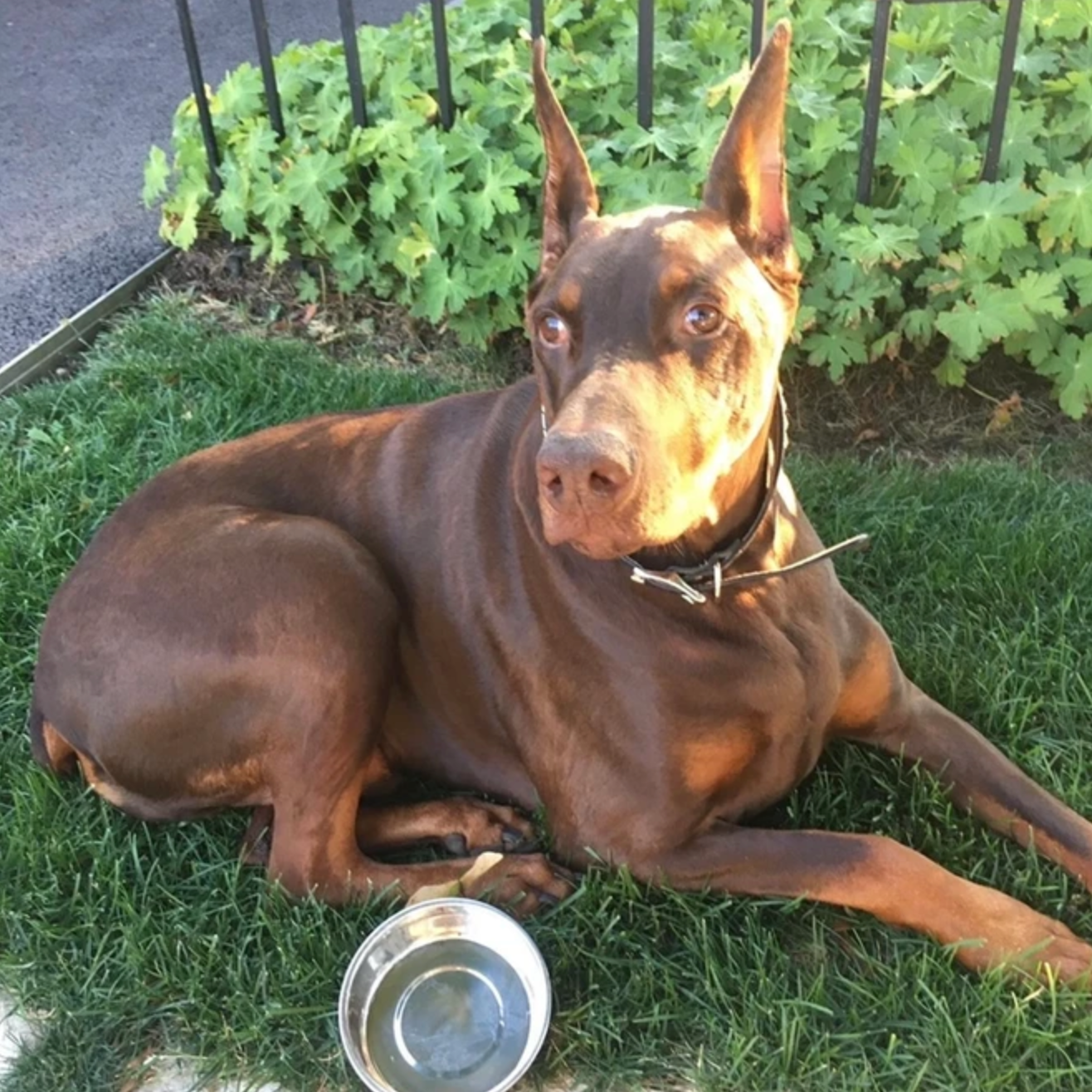 Gunner, a brown Doberman lying on grass beside a food bowl, looking for a second helping of Rocker Dog's adaptogenic superfood