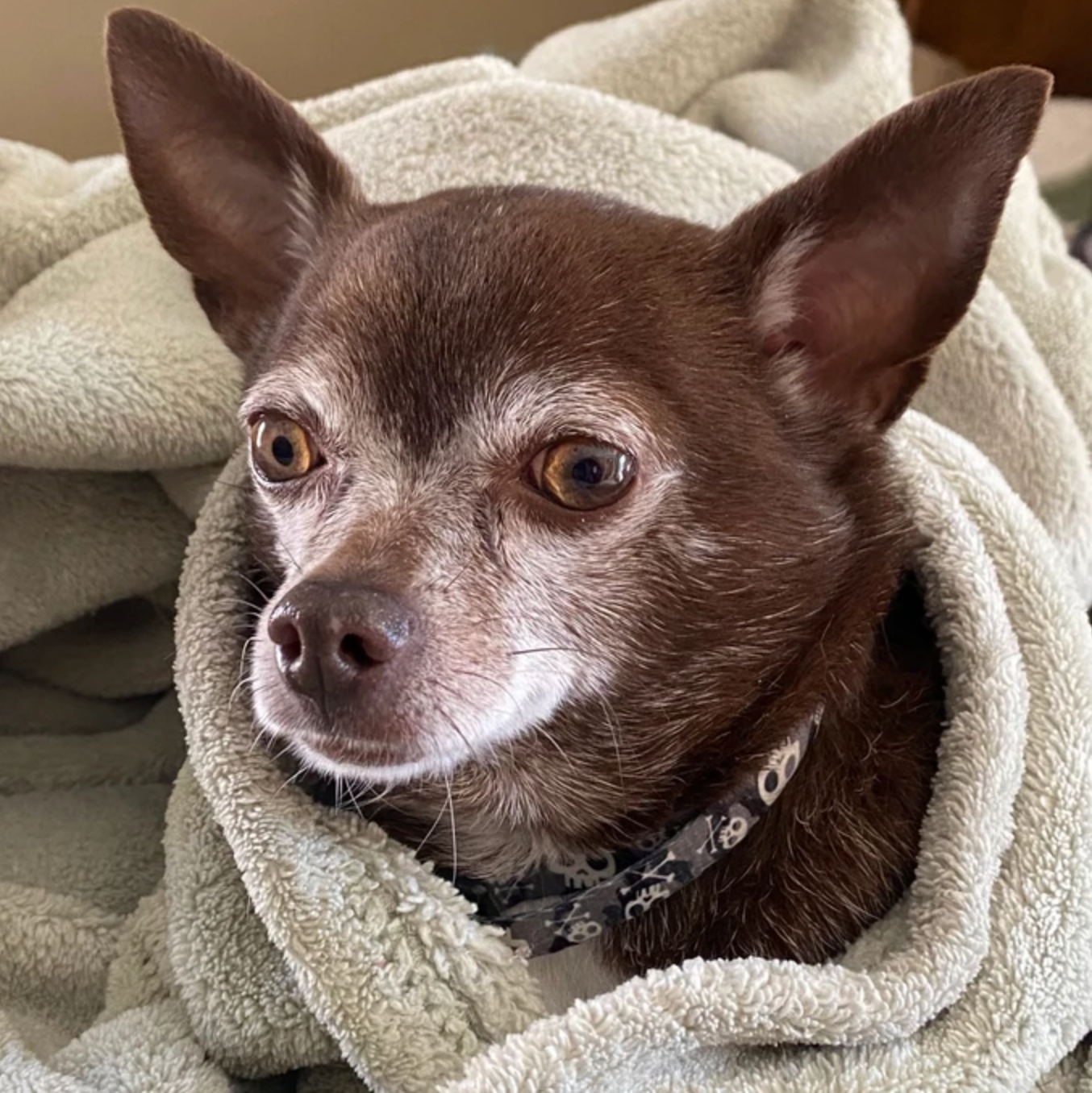 Rico the small brown dog wrapped in a cozy green blanket after a healthy Rocker Dog meal
