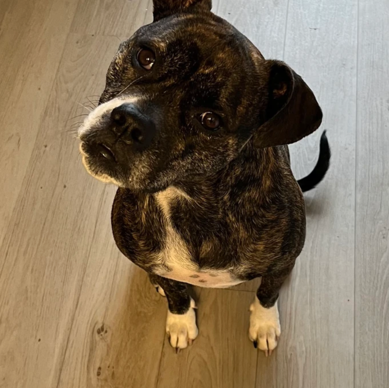 Darla the curious dog sitting on a wooden floor with her head tilted attentively