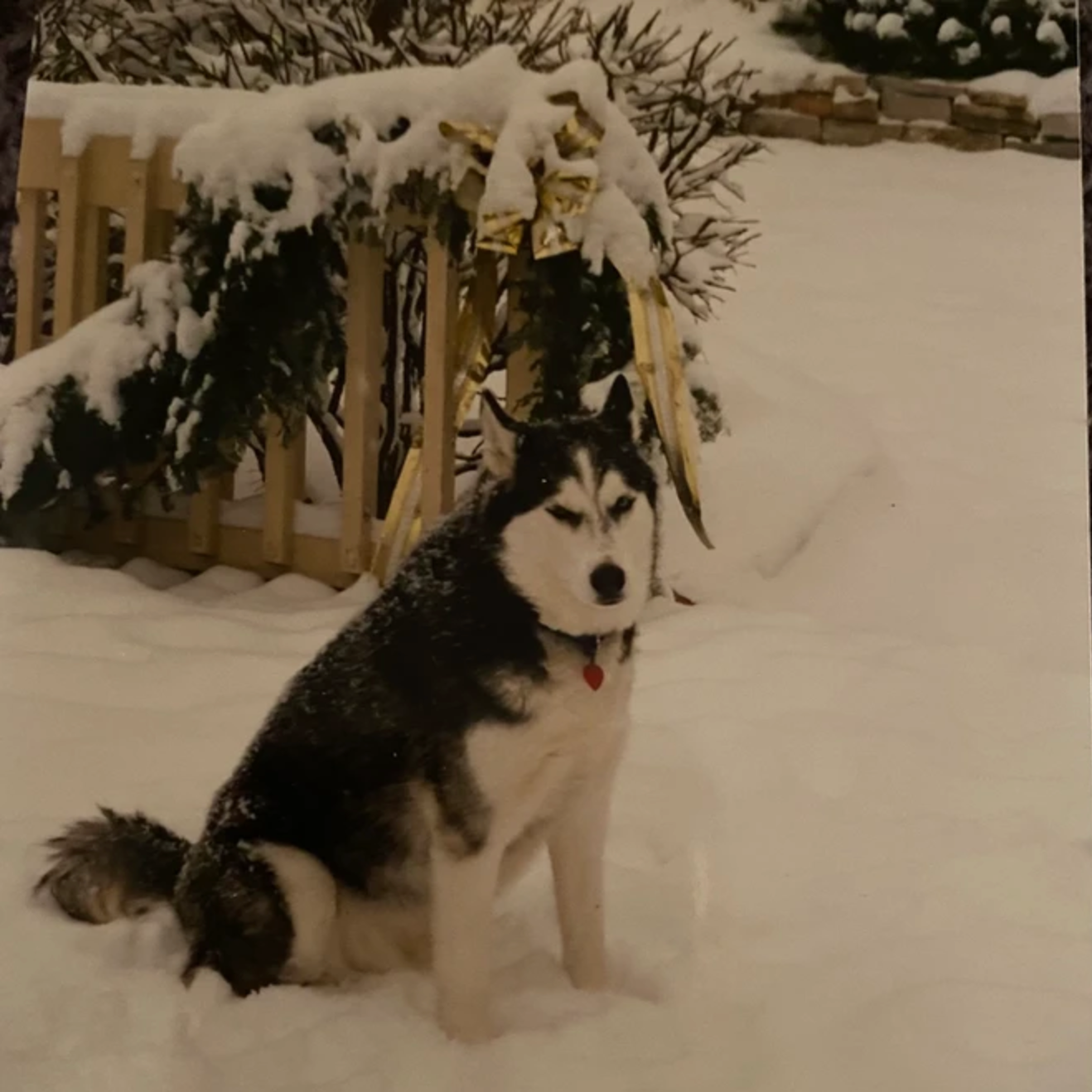 Valentine the Husky, sitting in a snowy yard next to a holiday-decorated fence