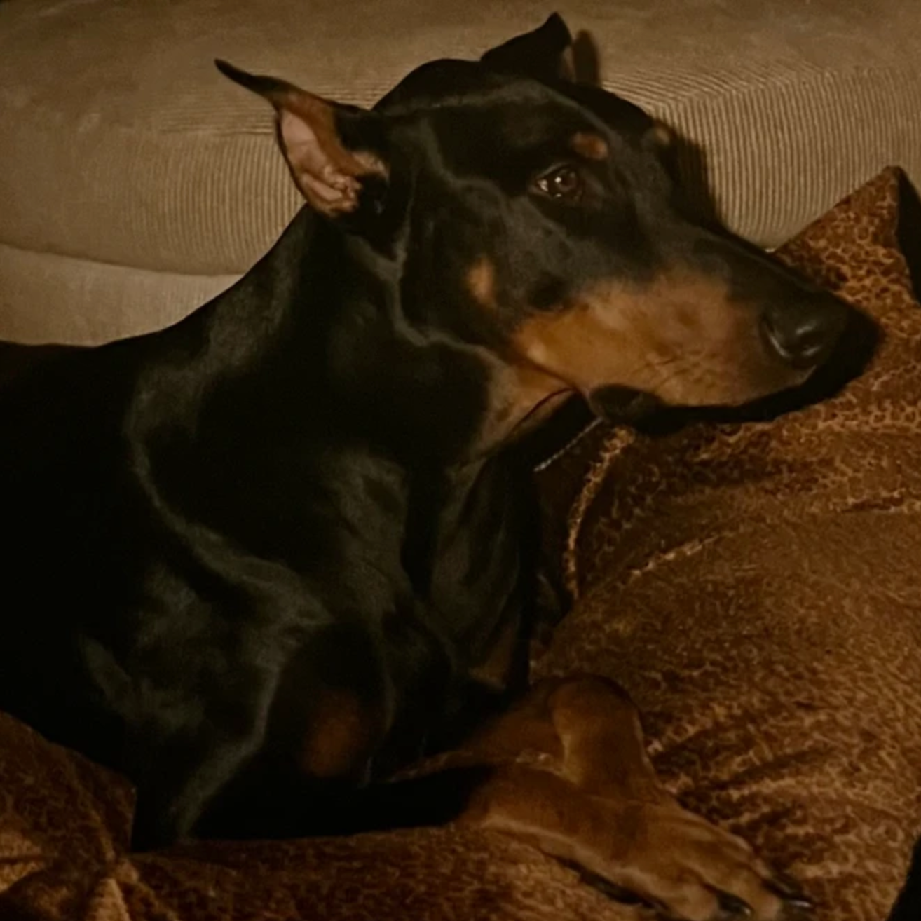 Kodi, a sleek black and rust-colored Doberman relaxing on a brown pillow — part of the Rocker Dog family fueled by wholesome, natural ingredient dog food.