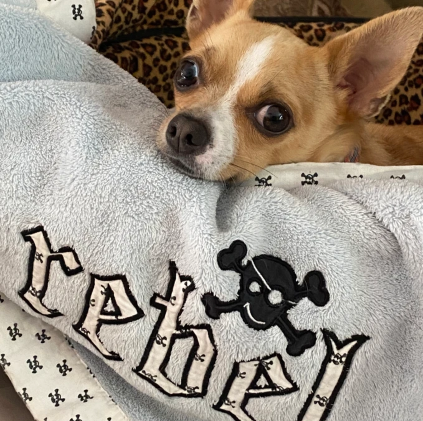 Winnie, a tan Chihuahua-mix dog snuggled up with a "rebel" blanket; a loyal Rocker Dog food fan