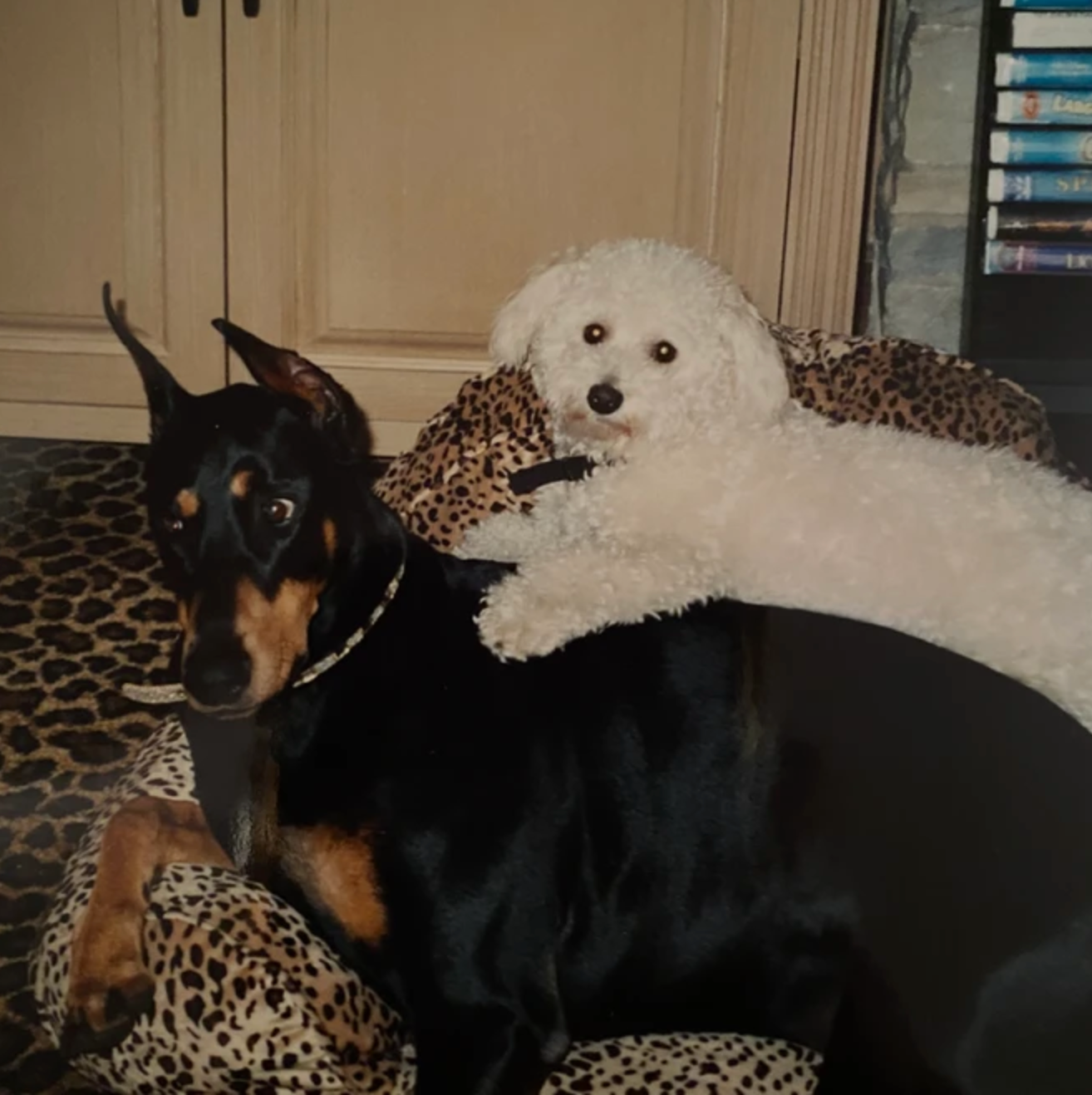 Maxine and Bebe, a black and tan Doberman and a white fluffy dog, cuddled together on leopard print bedding: real dogs living well with Rocker Dog’s fresh dog food