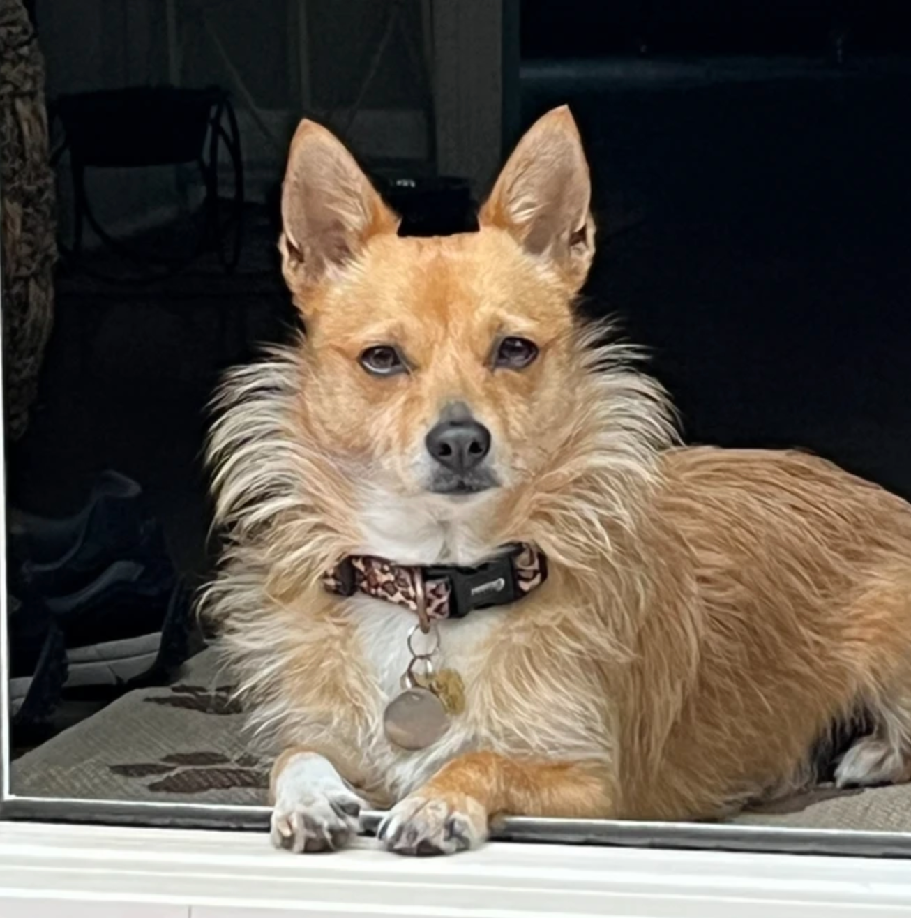 Teddy, a small tan dog with a fluffy mane, lounging in a doorway, thriving on Rocker Dog’s gently cooked meals.