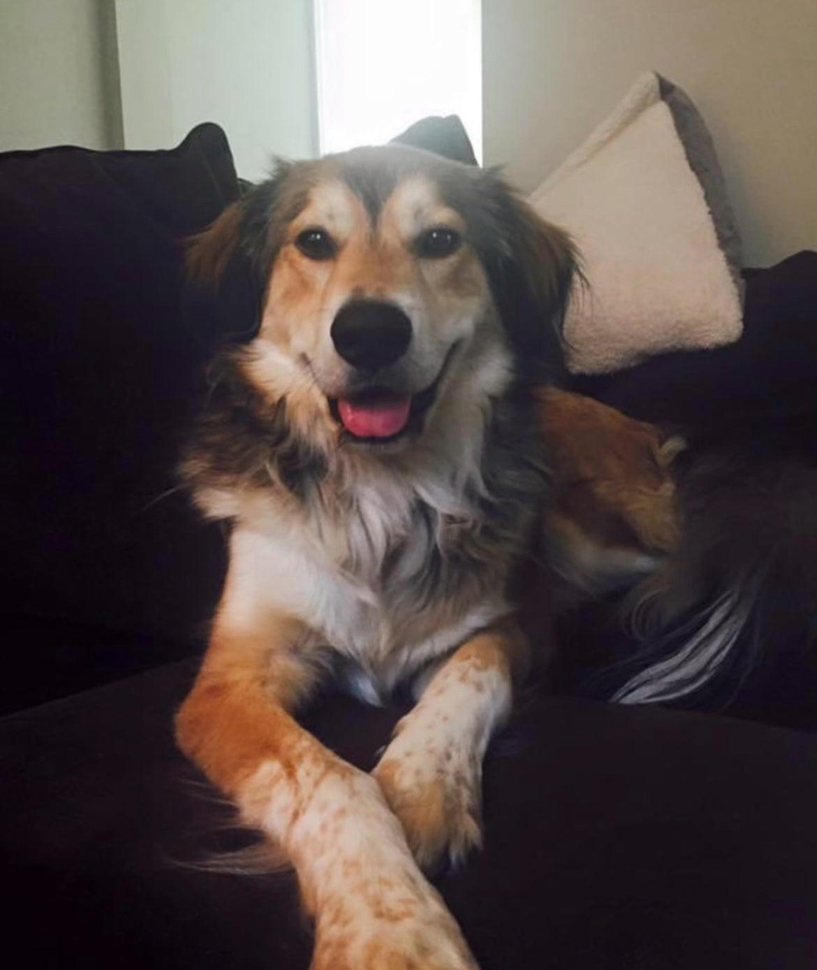 Tucker the dog lounging on a couch, part of the Rocker Dog family who enjoys fresh, wholesome meals