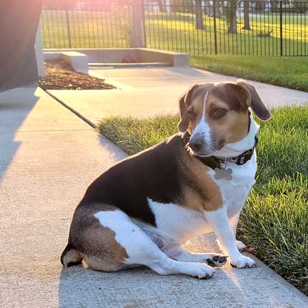 Cali, a beagle-mix dog, sitting in the sun on a sidewalk as a happy Rocker Dog fresh food customer