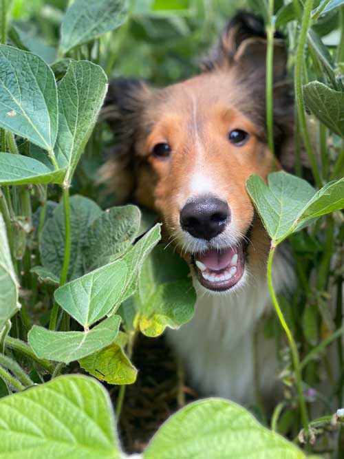 Happy dog peeking out through a bush of fresh leafy greens, symbolizing fresh, wholesome ingredients in Rocker Dog's fresh dog food.