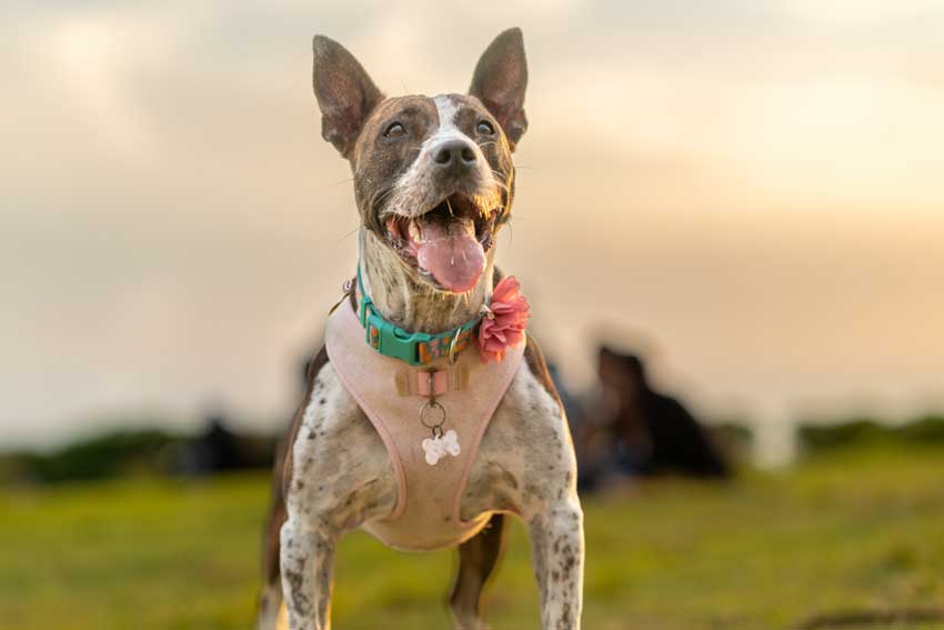 Smiling dog wearing a harness outdoors, representing the joy of healthy, fresh dog food delivery from Rocker Dog