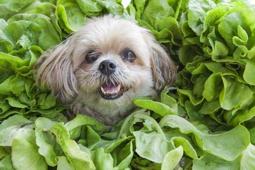 Small happy dog peeking out from a pile of fresh leafy greens, symbolizing fresh, wholesome ingredients in dog food.