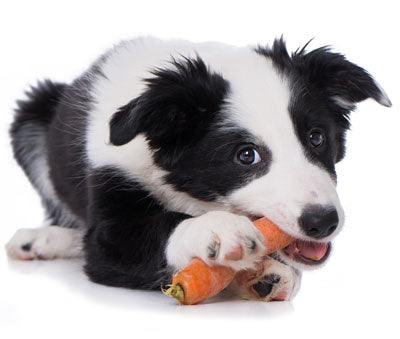 Playful puppy chewing on fresh carrot, representing a dog's love for natural, healthy dog food