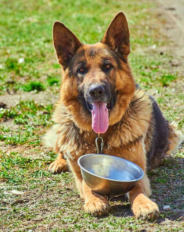 German Shepherd lying on grass with an empty food bowl, waiting to be fed his Rocker Dog superfood meal.