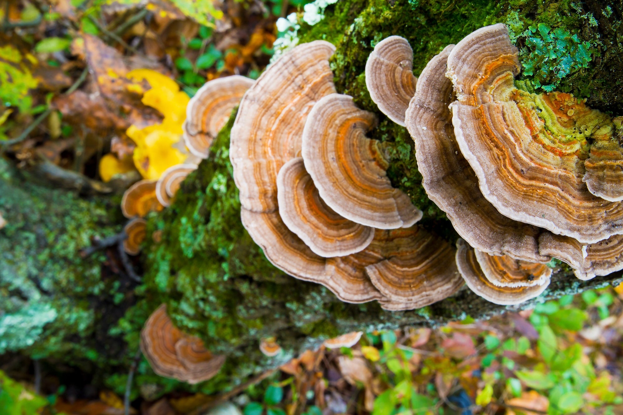 Close-up of reishi mushrooms growing on a tree, showing their distinct layered appearance, sometimes used as an adaptogen in dog food recipes.