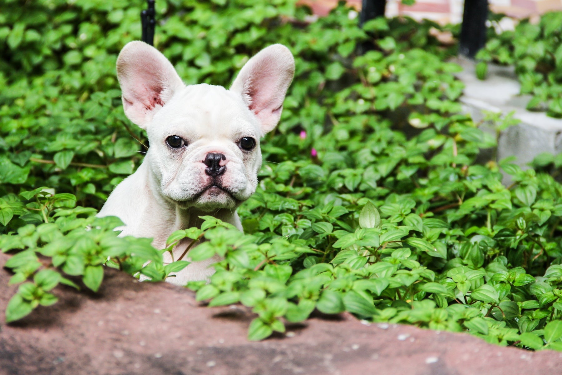 White French Bulldog sitting alert in a lush garden, symbolizing natural wellness in Rocker Dog’s adaptogenic dog food formulas.