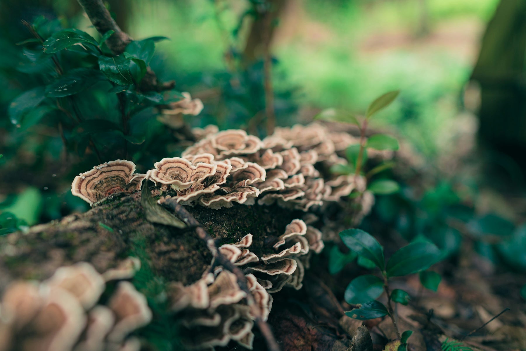 Close-up of turkey tail mushrooms growing on a forest log, sometimes used as a natural adaptogen in wellness-focused dog food recipes.