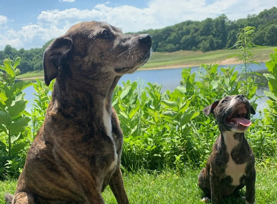 2 mixed-breed dogs sitting in the yard patiently waiting for a rocker dog treat 