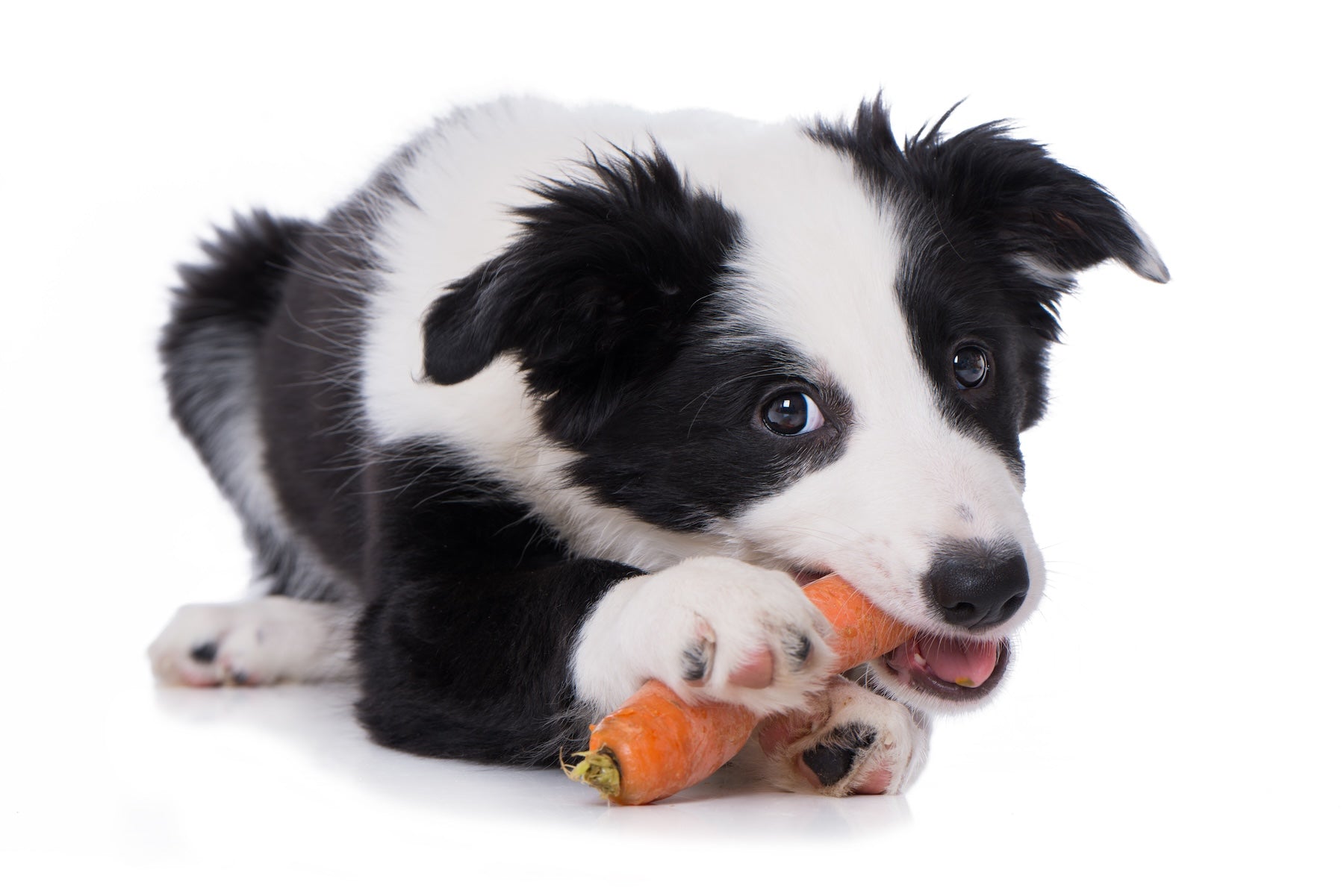 Playful puppy chewing on fresh carrot, representing a dog's love for natural, healthy dog food