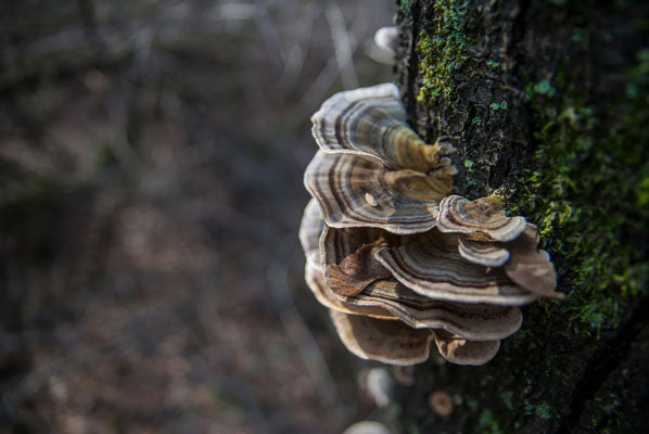 Close-up of turkey tail mushrooms growing on a tree trunk, used as a natural source of adaptogens in some dog food recipes.