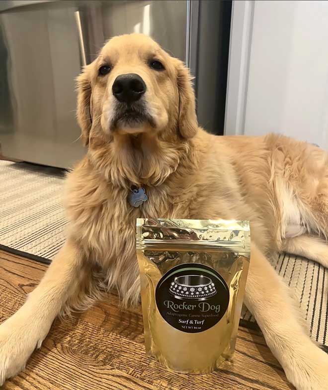 Golden retriever laying on wooden floor next to a golden bag of Rocker Dog's Surf & Turf recipe fresh dog food