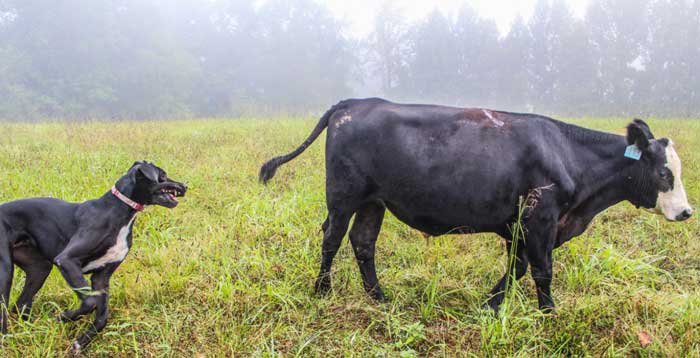Black and white dog with black and white cow standing in a field