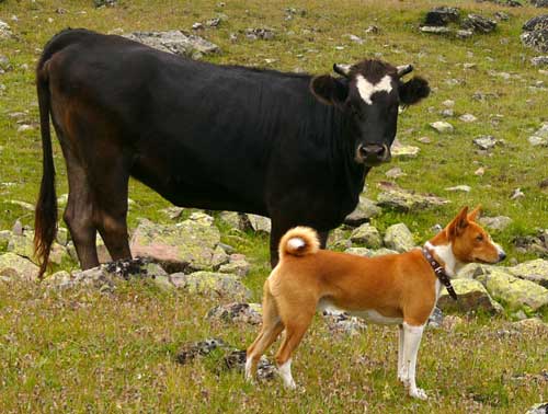 Black and white cow with a brown and white dog standing in a field with rocks and grass