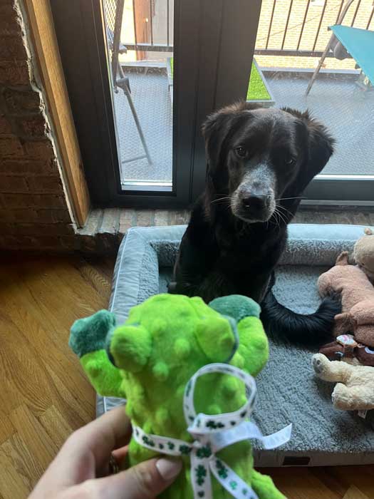 Chocolate lab looking intently at new green plush chew toy 