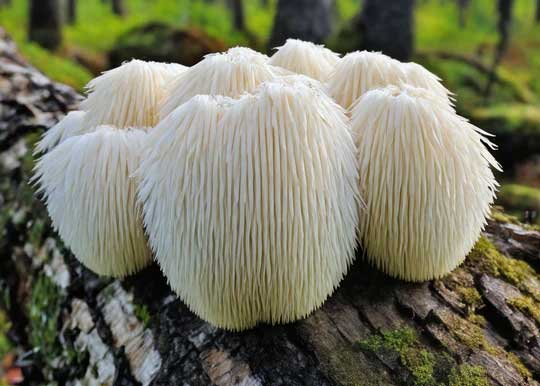 Lion's Mane mushroom growing on a mossy log in the forest - an adaptogenic superfood ingredient in Rocker Dog's beef bone broth for dogs, supporting immune and cognitive health.