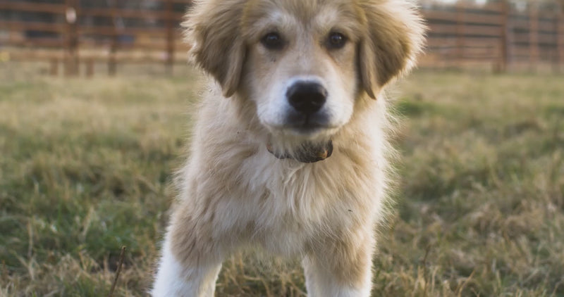 Golden dog licking lips in a fenced in field, representing their appetite for Rocker Dog’s adaptogenic canine superfoods